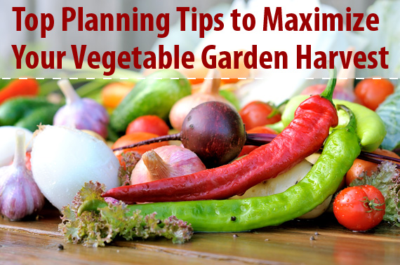 Top Planning Tips to Maximize Your Vegetable Garden Harvest