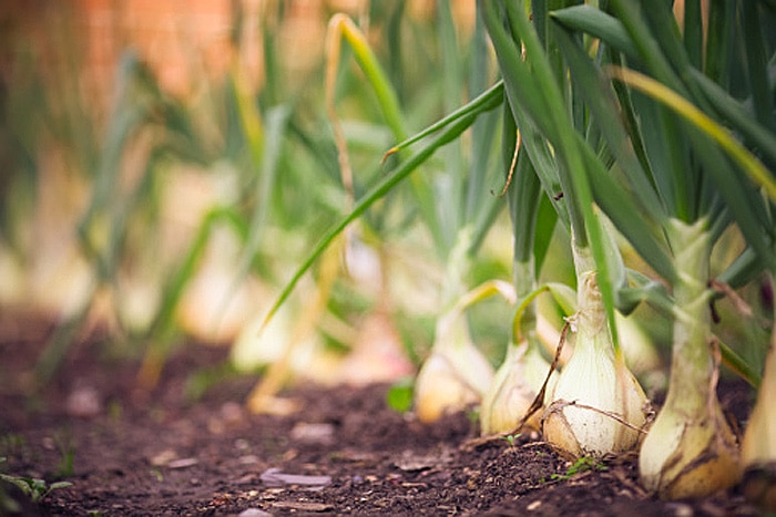 Growing Onions