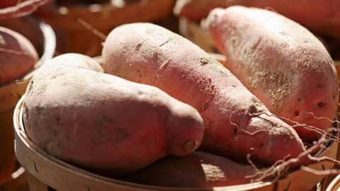 Sweet Potatoes and Bud Nip
