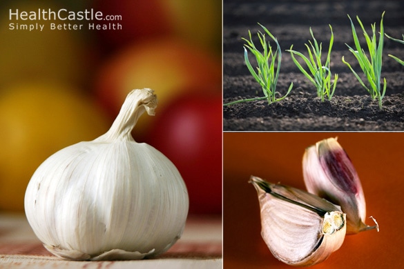 Garlic Poster