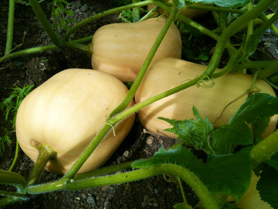 Butternut squash plant