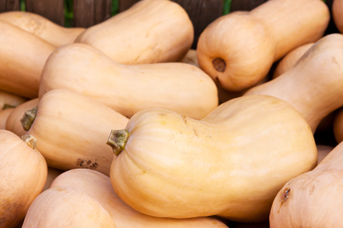 Harvesting winter squash